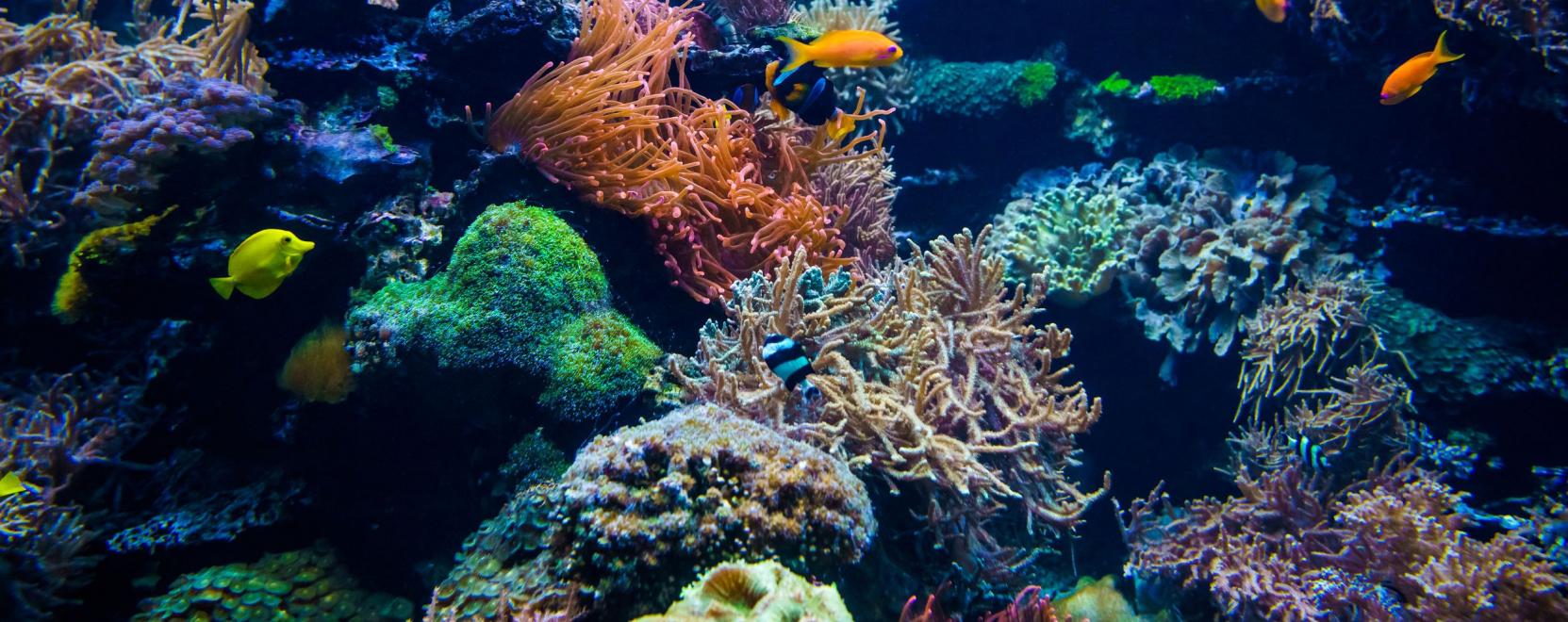 Műholdas rendszer a korallzátonyok védelméért