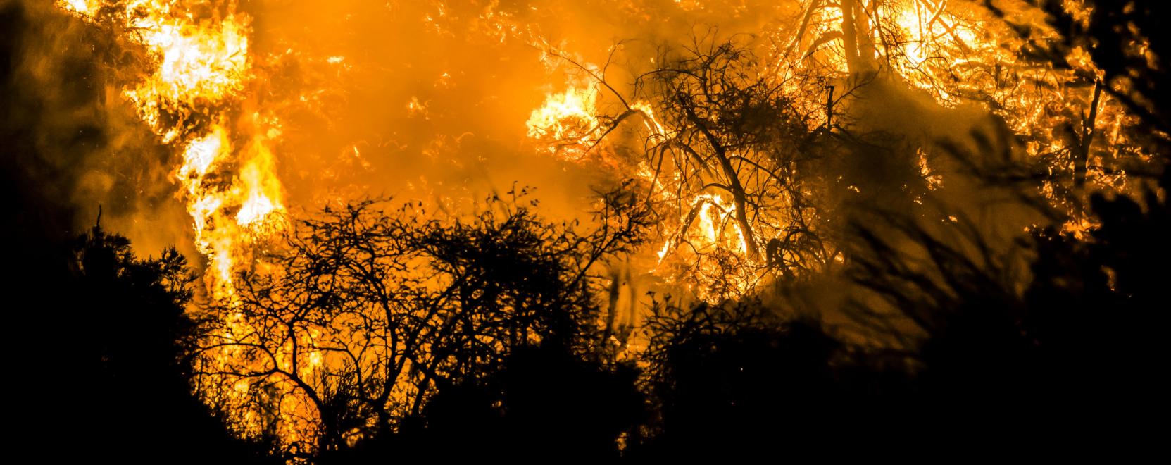Erdőt&uuml;zek: a dr&oacute;nok &eacute;s szenzorok azonnal riaszthatnak