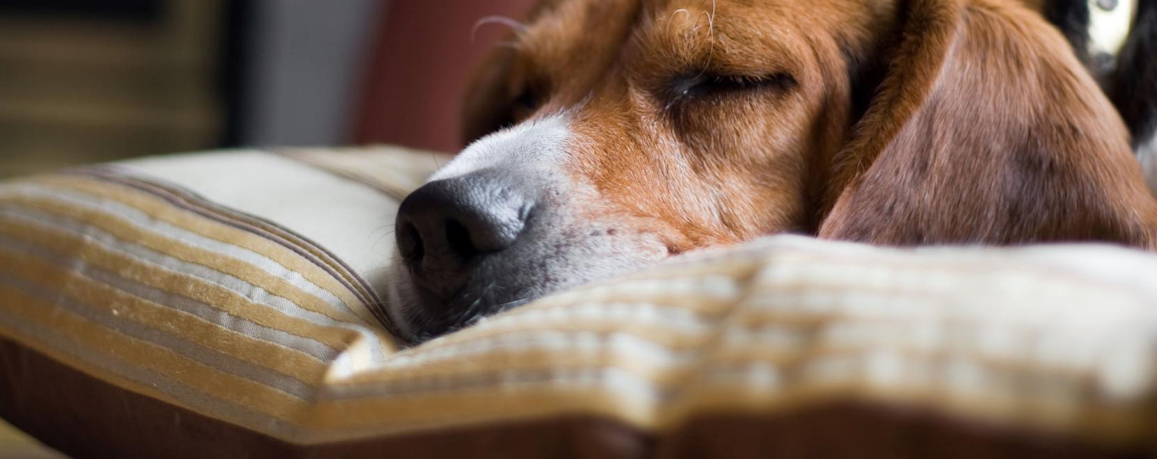 Ez az okosnyak&ouml;rv m&aacute;r a kuty&aacute;k alv&aacute;s&aacute;t is k&ouml;veti