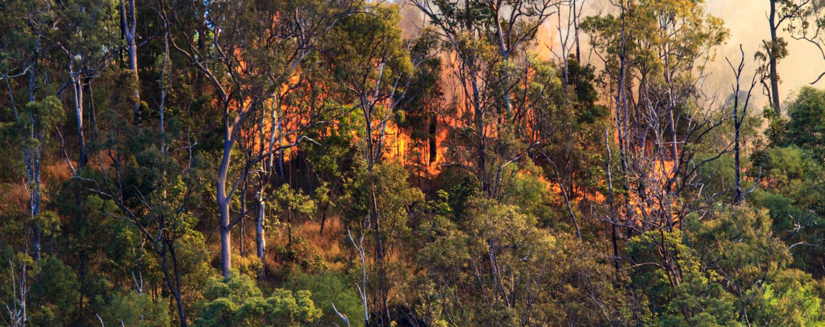 Az okostechnol&oacute;gia is besz&aacute;ll az erdőt&uuml;zek elleni harcba