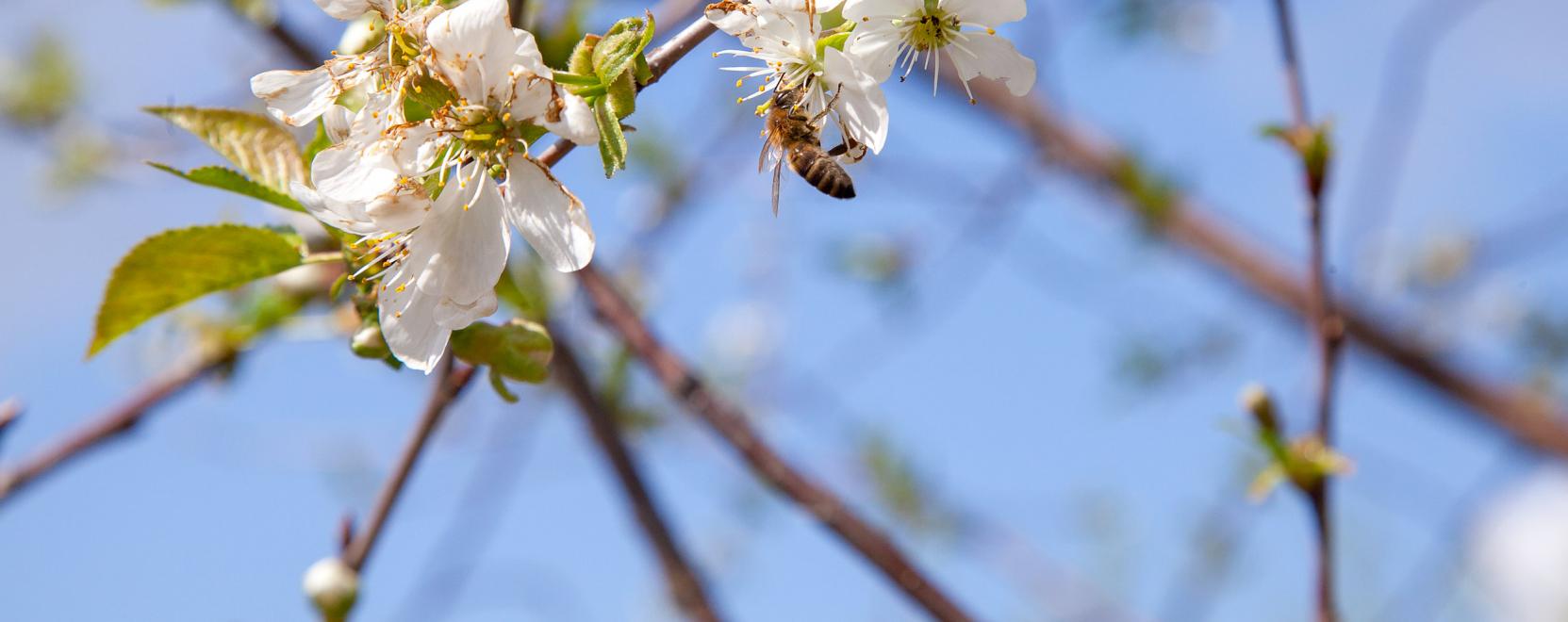 Beporz&aacute;si kr&iacute;zis: robotokat is bevetnek Jap&aacute;nban