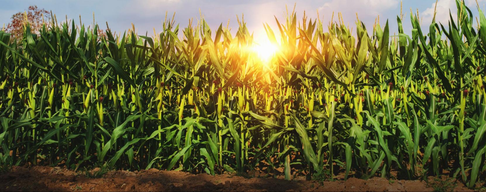 Digit&aacute;lis csapd&aacute;kkal a k&aacute;rtevők ellen