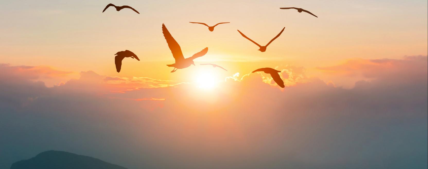 A termikelő madarak tan&iacute;thatj&aacute;k a j&ouml;vő vitorl&aacute;z&oacute; dr&oacute;njait