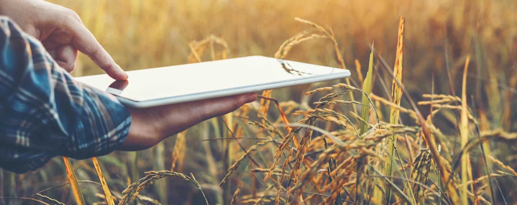 Magyar agr&aacute;rstartup fejleszt&eacute;s&eacute;t tesztelik Afrik&aacute;ban