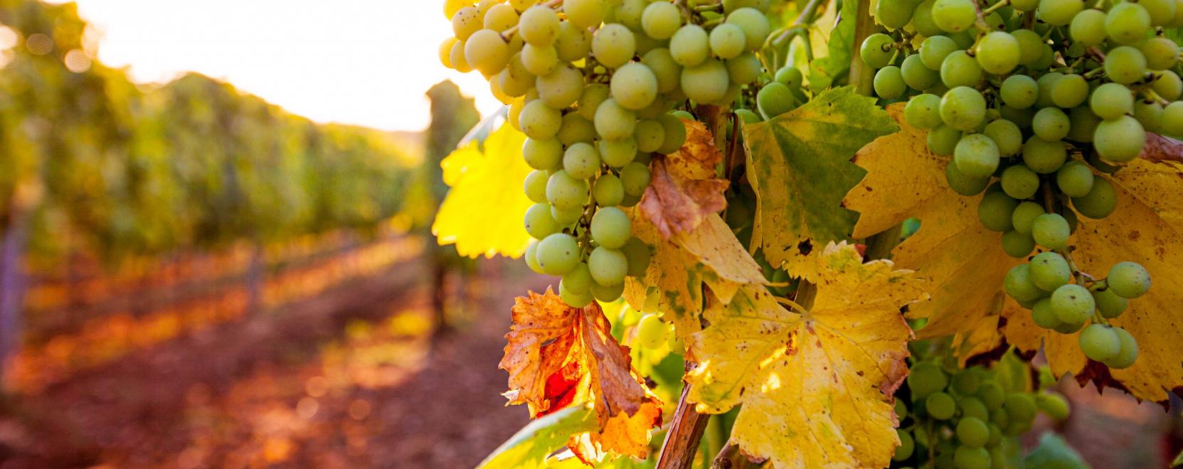 Robotiz&aacute;ln&aacute; a szőlőmetsz&eacute;st egy magyar c&eacute;g