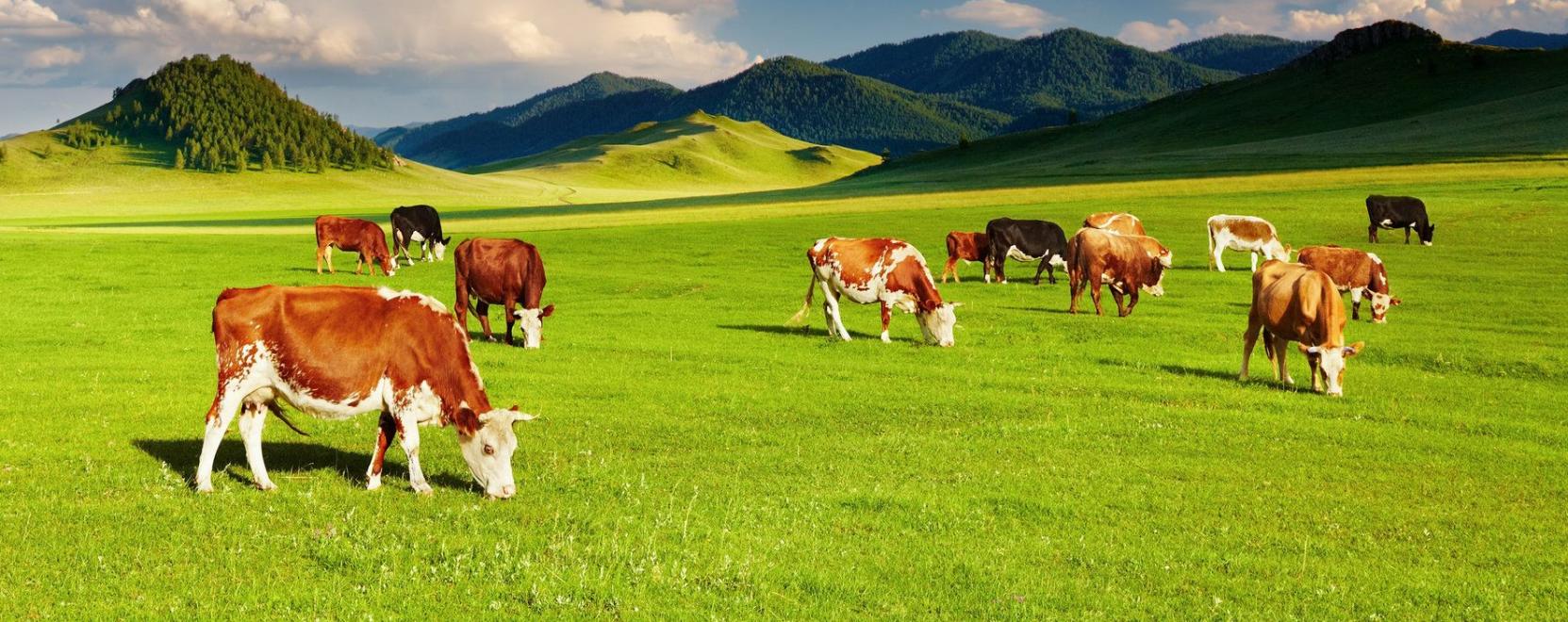 VR-szem&uuml;veggel t&ouml;bb tejet adhatnak a tehenek