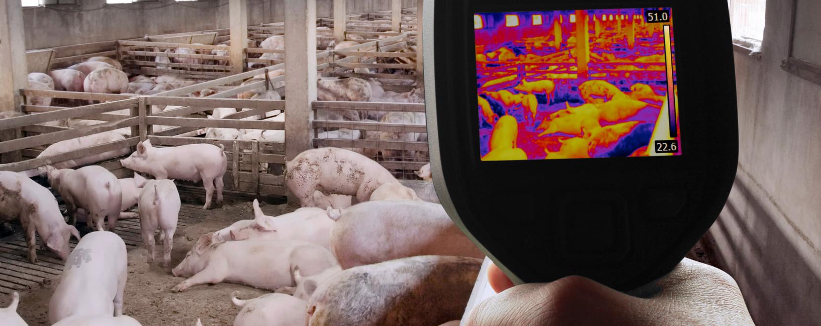 PigBrother: bet&ouml;r a g&eacute;pi intelligencia a sert&eacute;stelepekre