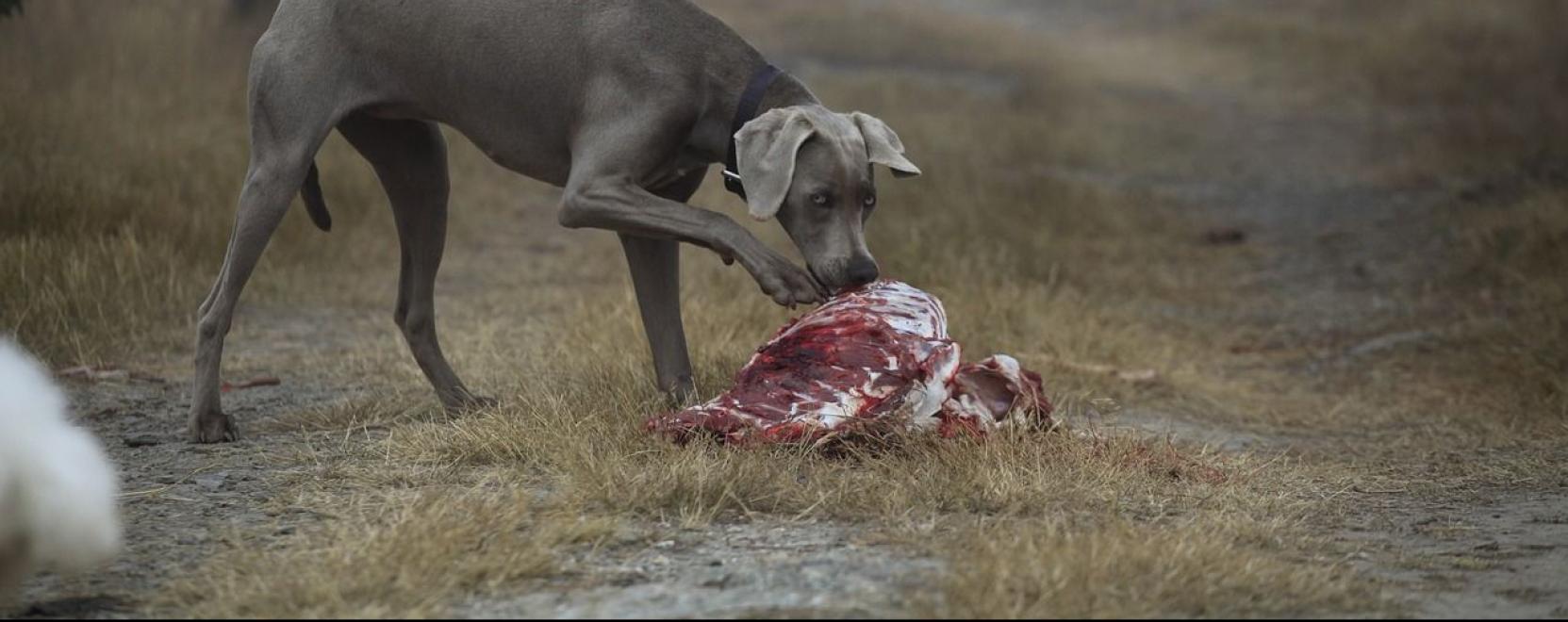 Mi&eacute;rt &eacute;s hogyan szoktasd &aacute;t kutyusod a nyersetet&eacute;sre?