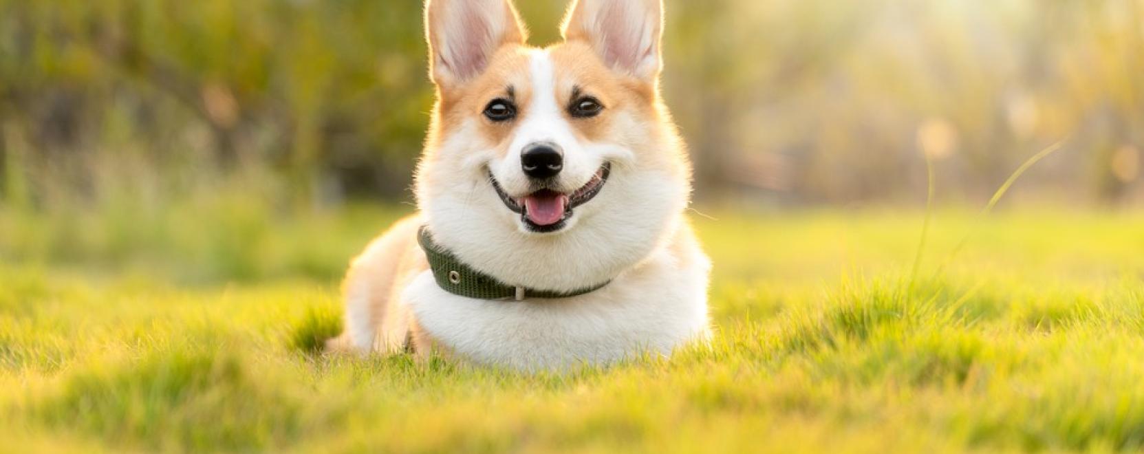 Mire kell odafigyelni az idős kuty&aacute;k etet&eacute;s&eacute;n&eacute;l?