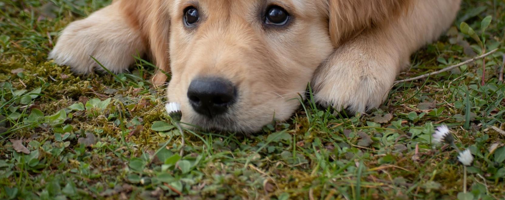A csal&aacute;dok kedvence a golden retriever