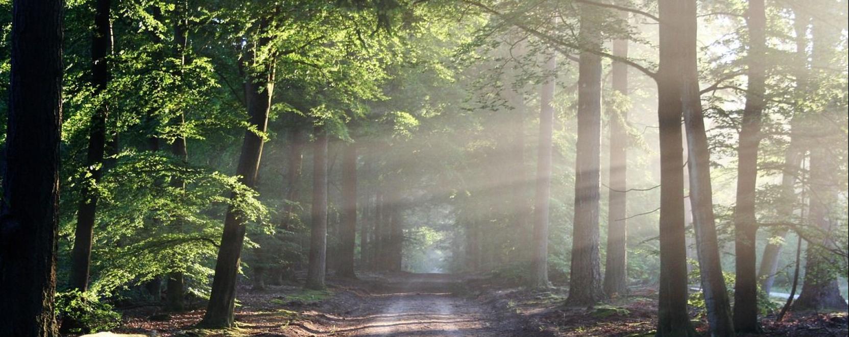 Sz&aacute;mos izgalmas hely v&aacute;r B&eacute;lap&aacute;tfalva k&ouml;rny&eacute;k&eacute;n!