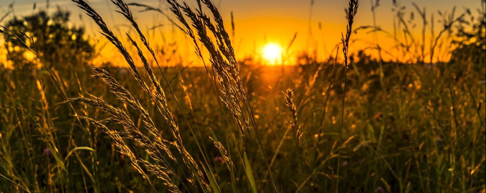 G&oacute;rcső alatt a mezőgazdas&aacute;gi munka