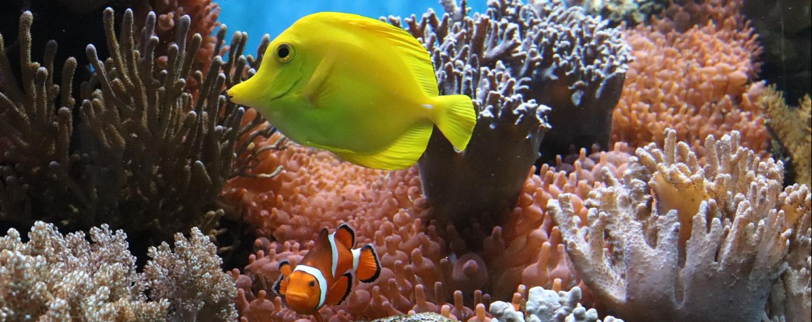 Hogyan lesz az akv&aacute;rium a lak&aacute;s d&iacute;sze?