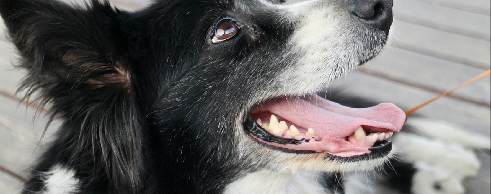 A legokosabb juh&aacute;szkutya, a border collie jellemvon&aacute;sai