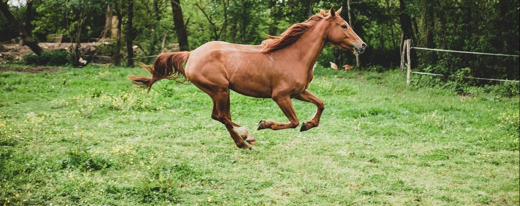 T&eacute;nyleg &ouml;t sz&iacute;ve van a lovaknak?
