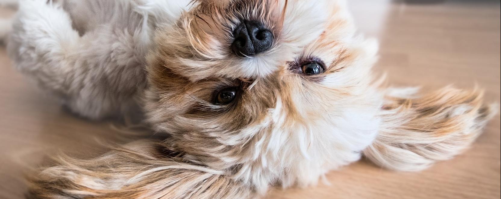 A kuty&aacute;k &eacute;let&eacute;ben nagyon fontos a kisz&aacute;m&iacute;that&oacute;s&aacute;g