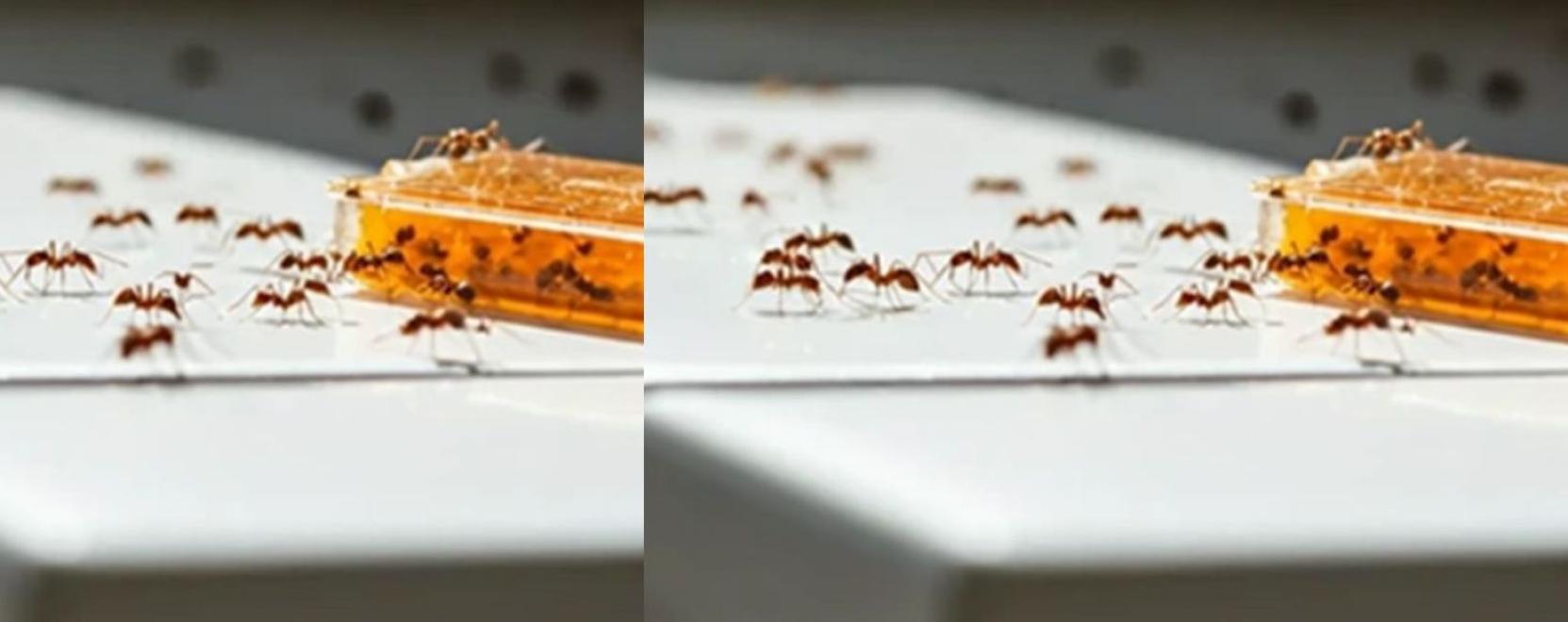Ezt kell tudnia annak, aki hangy&aacute;kkal tal&aacute;lkozik