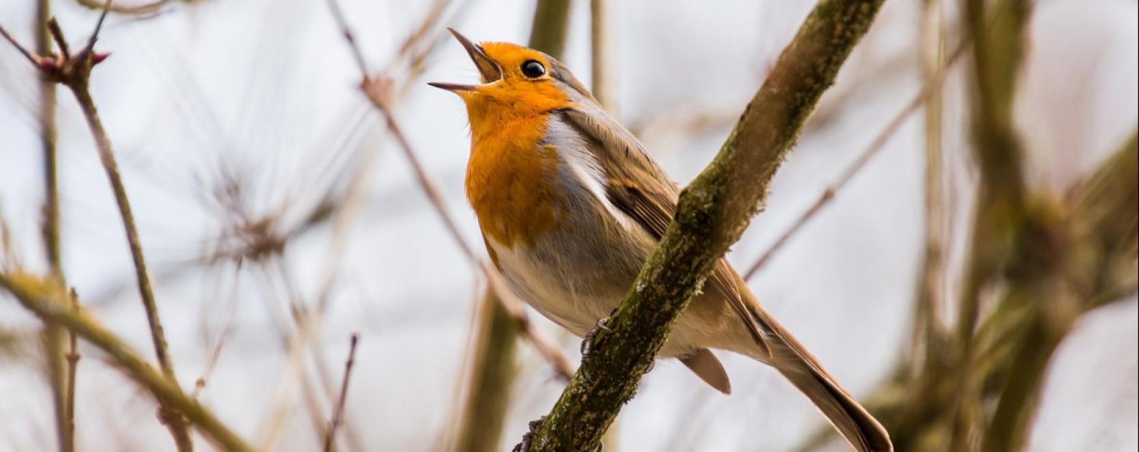 &Iacute;gy itassuk t&eacute;len a madarakat!