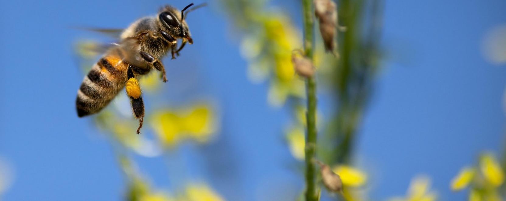 M&eacute;hm&eacute;rges kenőcs &ndash; A term&eacute;szet gy&oacute;gy&iacute;t&oacute; ereje