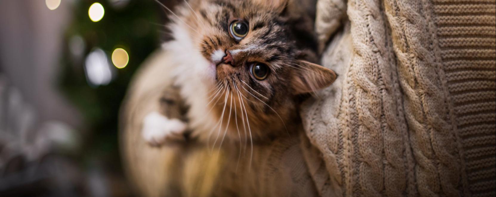 Macskament&eacute;s: a &bdquo;kilenc &eacute;lethez&rdquo; kell az 1% t&aacute;mogat&aacute;s is