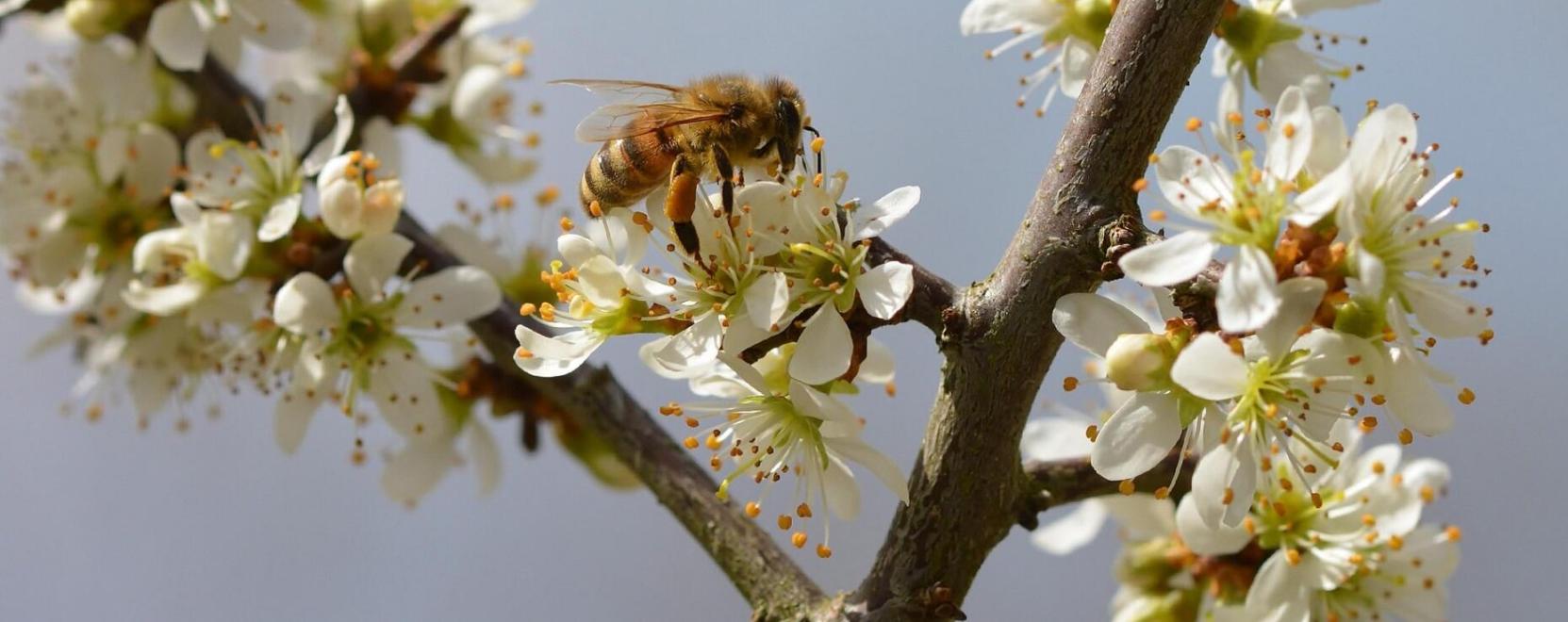 Kiskertekben a m&eacute;hek boldogabbak: hogyan seg&iacute;thet&uuml;nk nekik?
