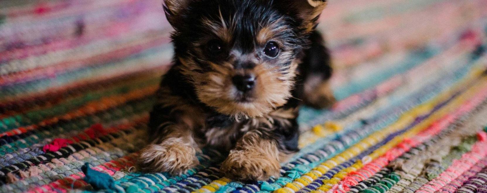 Mi&eacute;rt fontos a k&ouml;ly&ouml;kkuty&aacute;k &iacute;z&uuml;leteinek v&eacute;delme?