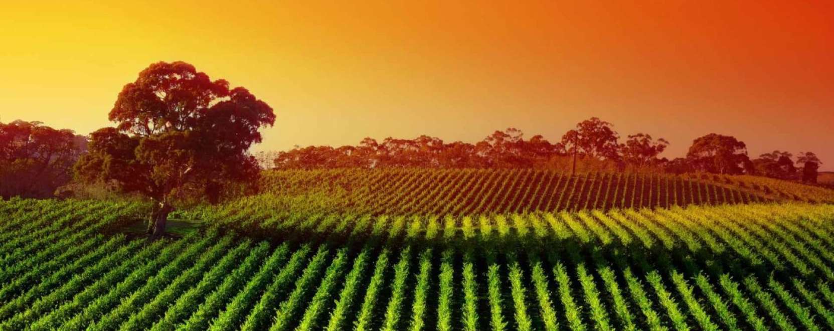 A mezőgazdas&aacute;gnak is meg kell ragadnia az M2M-ben rejlő lehetős&eacute;geket