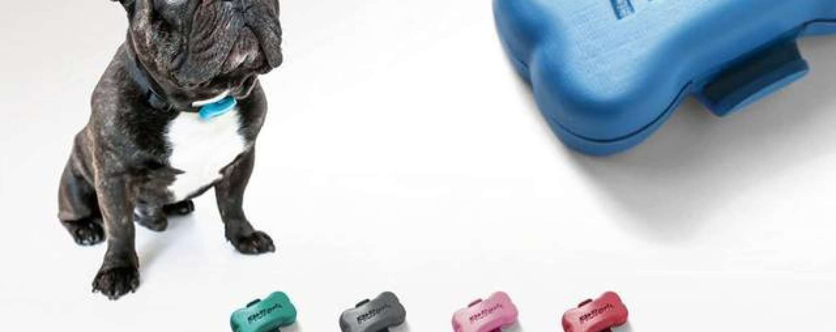 &Aacute;llati kieg&eacute;sz&iacute;tők: &iacute;gy lesz trendi egy h&aacute;zi kedvenc