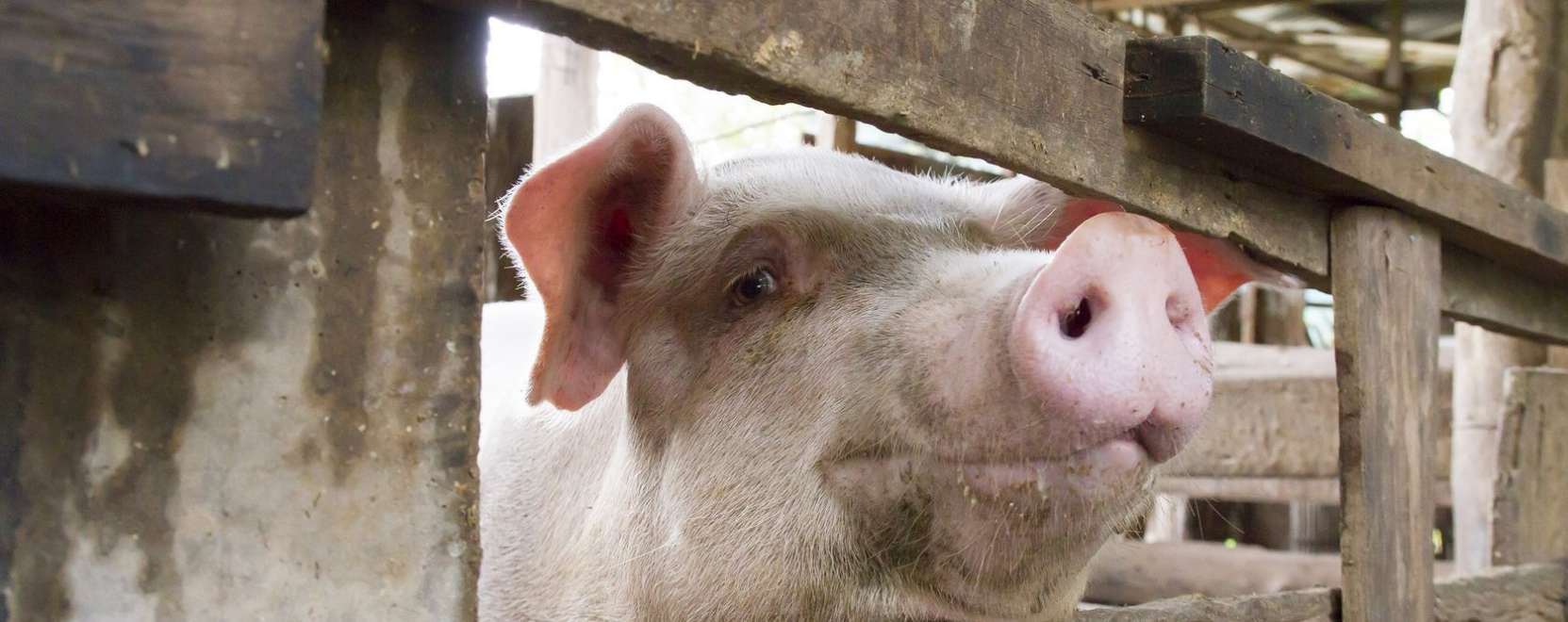 A Dolgok Internete ut&aacute;n j&ouml;n a Malacok Internete