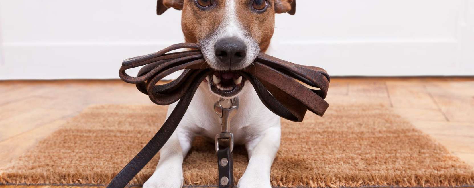 A kedvencek kedvence &ndash; okosnyak&ouml;rv kuty&aacute;knak