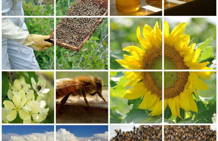 Zümmögő szenzorok: így vizsgálják a rejtélyes méhpusztulást 