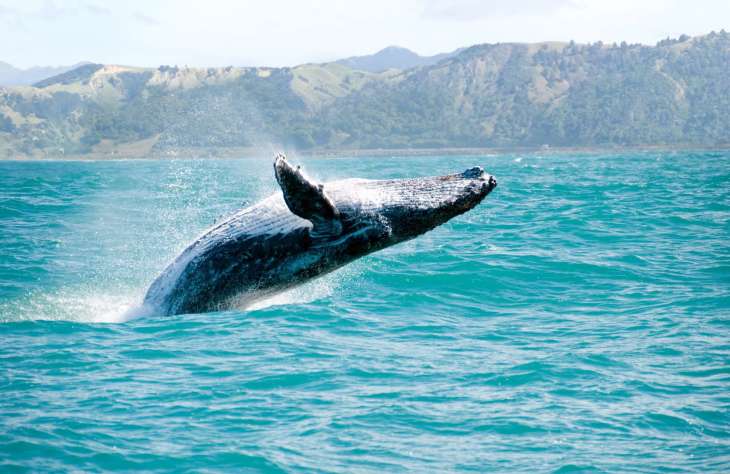 A bálnakutatókat is segítik a drónok