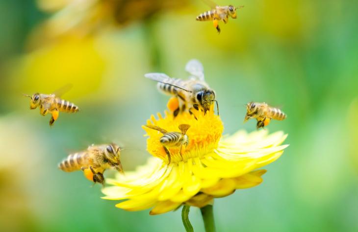 Big Data a kaptárban: méhek tesztelik az algoritmusokat
