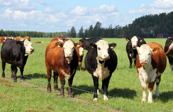 A szarvasmarhák sántaságát szűrné ki a CowBaj algoritmusa