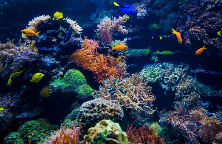 Műholdas rendszer a korallzátonyok védelméért