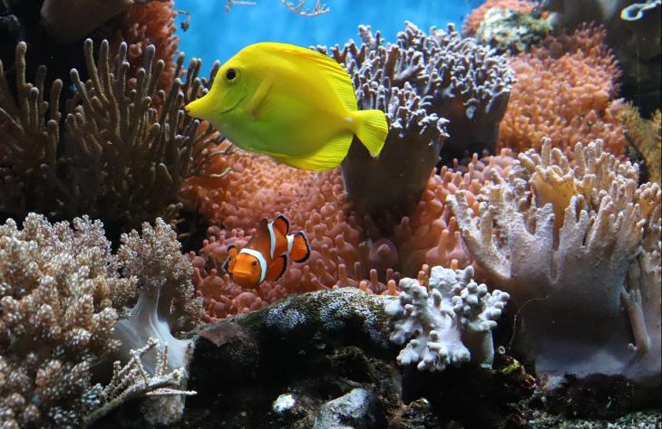 Hogyan lesz az akv&aacute;rium a lak&aacute;s d&iacute;sze?