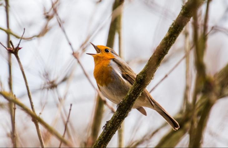 &Iacute;gy itassuk t&eacute;len a madarakat!