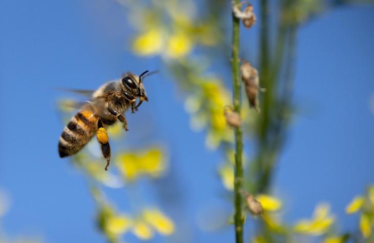 M&eacute;hm&eacute;rges kenőcs &ndash; A term&eacute;szet gy&oacute;gy&iacute;t&oacute; ereje