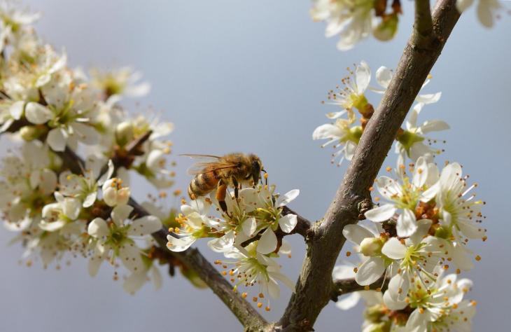 Kiskertekben a m&eacute;hek boldogabbak: hogyan seg&iacute;thet&uuml;nk nekik?