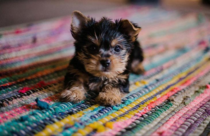 Mi&eacute;rt fontos a k&ouml;ly&ouml;kkuty&aacute;k &iacute;z&uuml;leteinek v&eacute;delme?