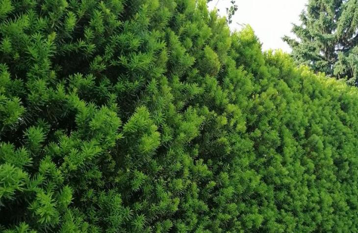 Milyen &ouml;r&ouml;kz&ouml;ld s&ouml;v&eacute;ny a legjobb v&aacute;laszt&aacute;s?