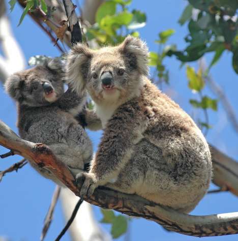 Szenzorok &eacute;s dr&oacute;nok vigy&aacute;znak a koal&aacute;kra