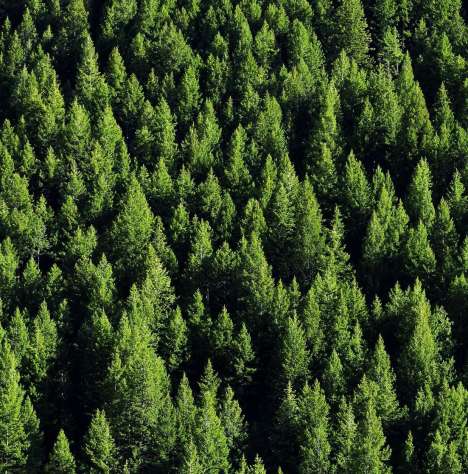 Felhőalapú erdészeti alkalmazást fejleszt egy magyar cég