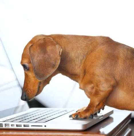 Legyen okos gazdi &ndash; &Iacute;gy &eacute;rtheti meg a kuty&aacute;j&aacute;t