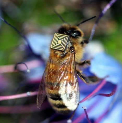 Mézes madzag: hová tűnnek a méhek?