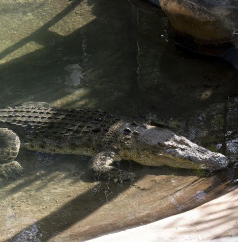 Ausztrália drónokat vetne be a krokodilok észleléséhez