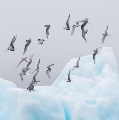 GPS &eacute;s hő&eacute;rz&eacute;kel&eacute;s: szenzorok az &aacute;llatok vil&aacute;g&aacute;ban