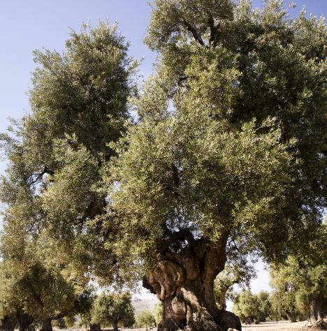 Drónok olajozhatják meg az olívatermelést