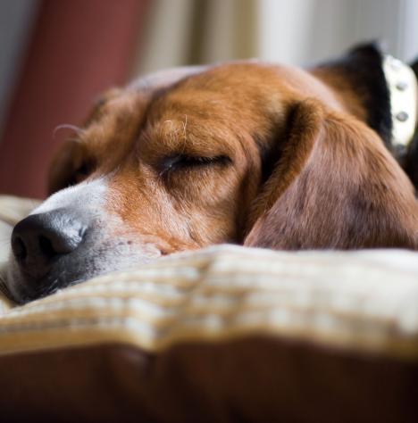 Ez az okosnyakörv már a kutyák alvását is követi