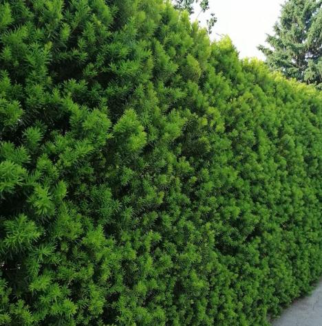 Milyen &ouml;r&ouml;kz&ouml;ld s&ouml;v&eacute;ny a legjobb v&aacute;laszt&aacute;s?